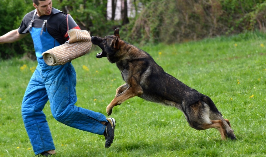 Koruma Eğitimleri (Protecting  Dog Training)